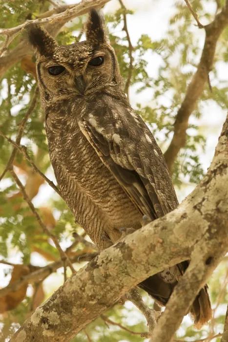 Framed Print : Greyish Eagle-Owl (Bubo cinerascens)