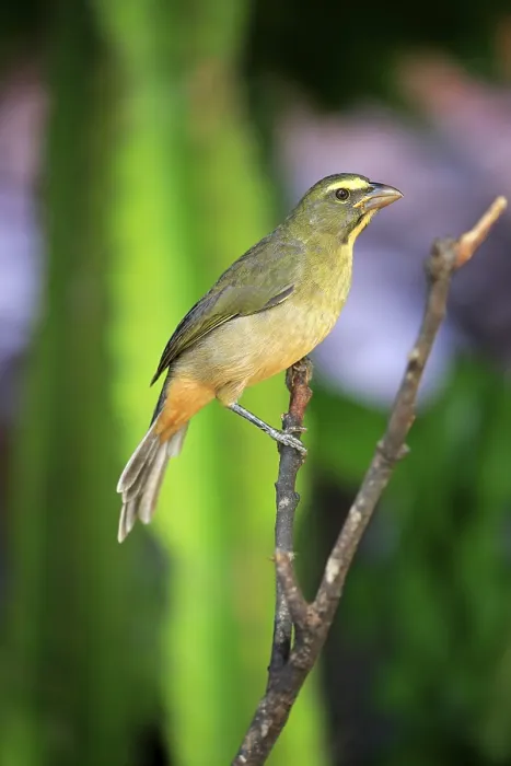 Framed Print : Greyish saltator (Saltator coerulescens) on a tree Framed Print : Greyish saltator (Saltator coerulescens) on a tree