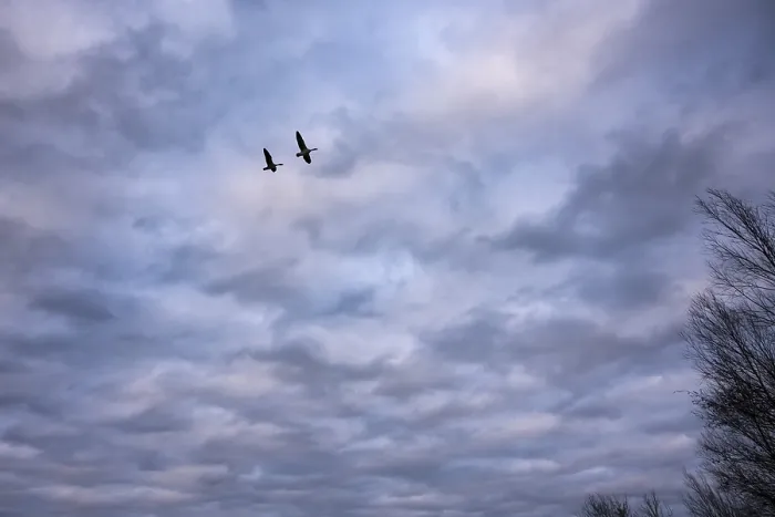 Framed Print : Two greylag geese (ander anser) migrate in front of the evening sky at the wintry Dummer See