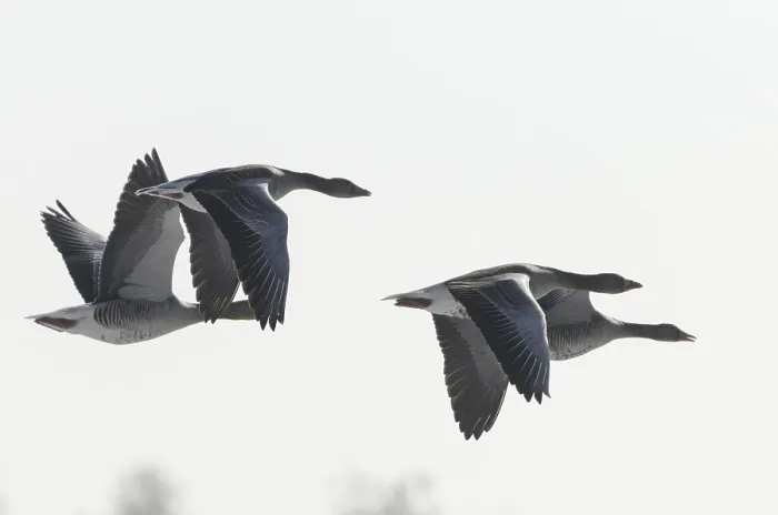Framed Print : Greylag geese (Anser anser)