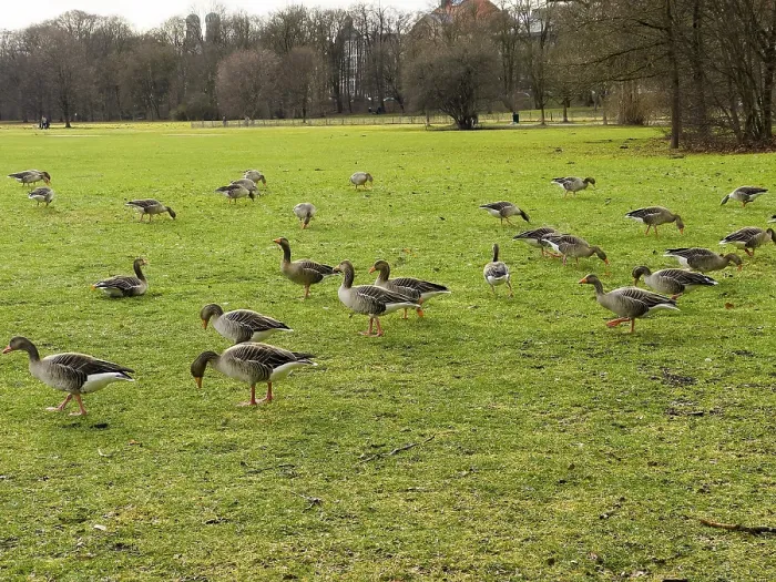 Framed Print : Greylag geese (Anser anser) in the English Garden