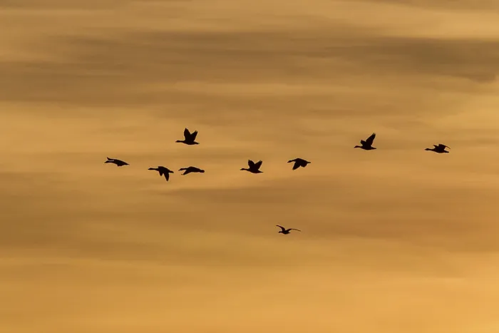 Framed Print : Greylag Geese (Anser anser) in flight in front of an evening sky Framed Print : Greylag Geese (Anser anser) in flight in front of an evening sky