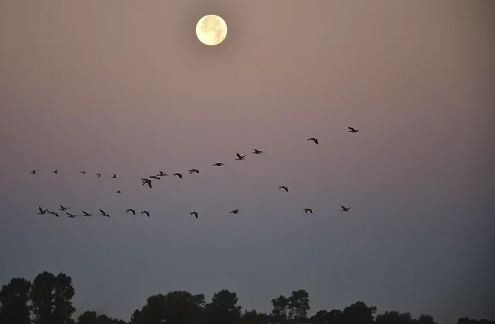 Framed Print : Greylag geese (Anser anser) fly past the full moon at sunrise Framed Print : Greylag geese (Anser anser) fly past the full moon at sunrise