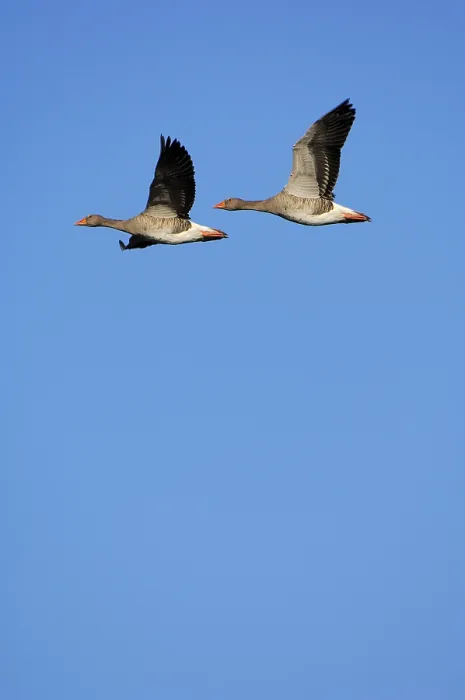 Framed Print : Greylag Geese (Anser anser) flying Framed Print : Greylag Geese (Anser anser) flying