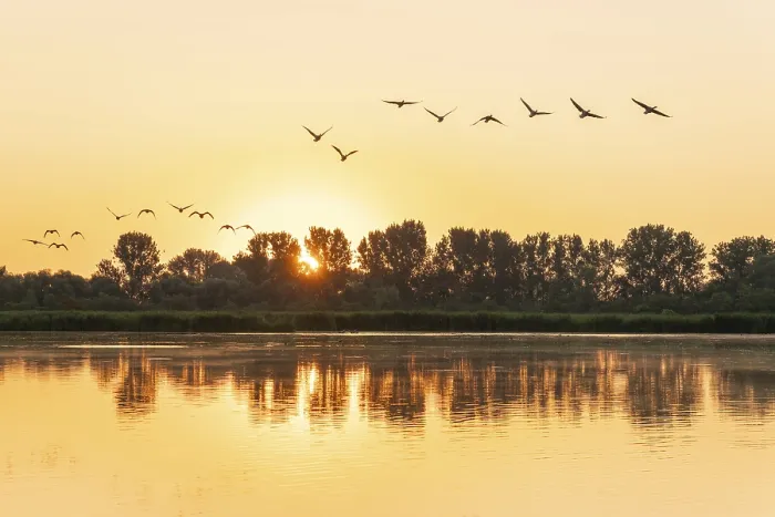 Framed Print : Greylag geese (Anser anser) flying over a pond