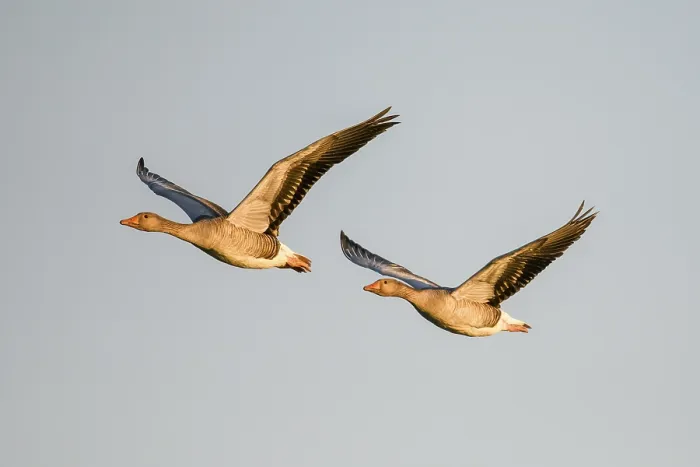Framed Print : Two greylag geese (Anser anser) flying side by side in the clear sky