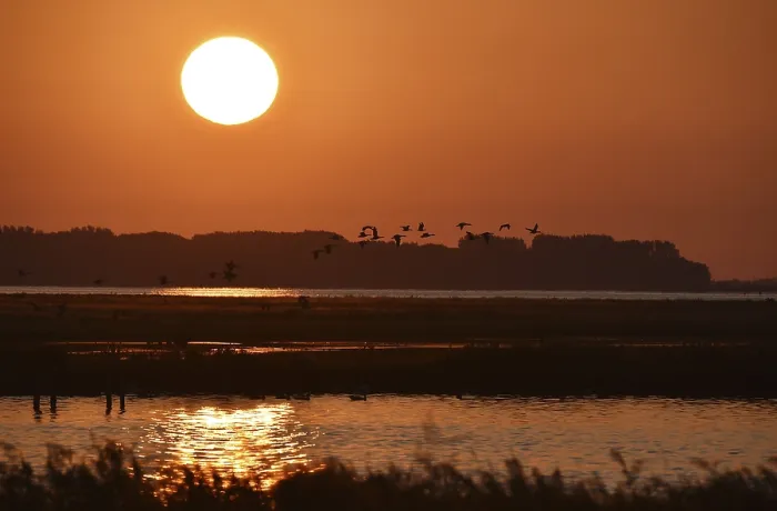 Framed Print : Greylag geese (Anser anser) flying at sunrise Framed Print : Greylag geese (Anser anser) flying at sunrise