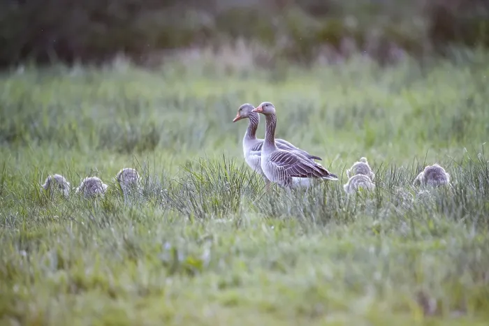 Framed Print : Greylag geese (Anser anser) with their goslings in the tall grass of a green meadow