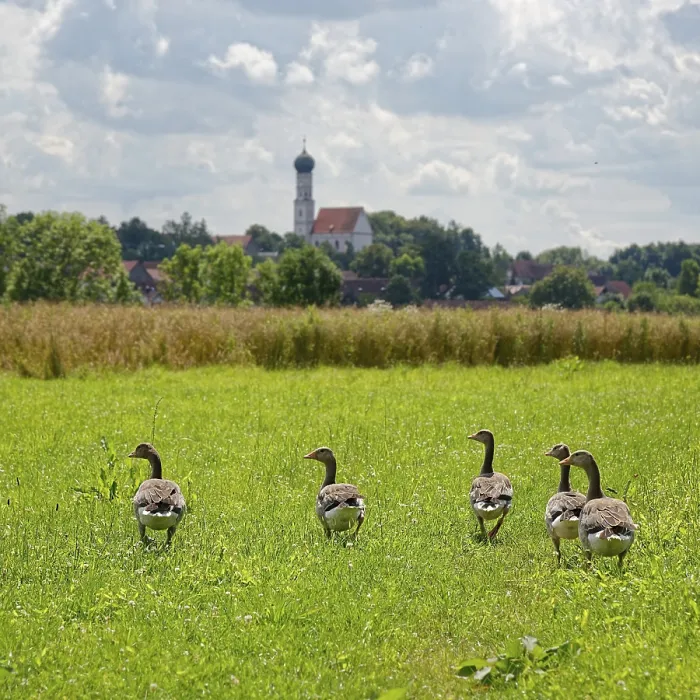 Framed Print : Greylag geese (Anser anser) in a meadow in front of a village with church