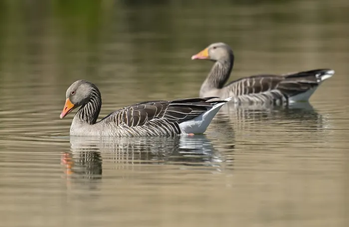 Framed Print : Greylag geese (Anser anser) swimming on a pond