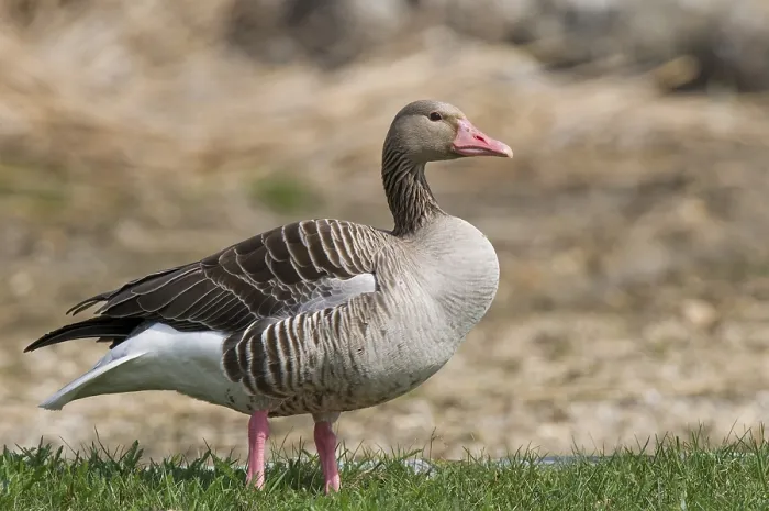 Framed Print : Greylag Goose (Anser anser) Framed Print : Greylag Goose (Anser anser)