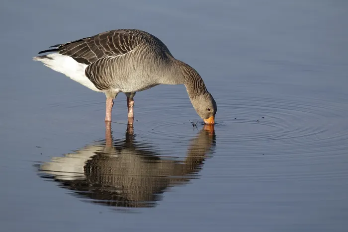 Framed Print : Greylag Goose (Anser anser), adult