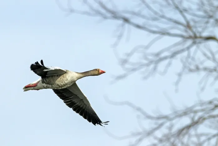 Framed Print : Greylag Goose (Anser anser), in Ancient Egypt