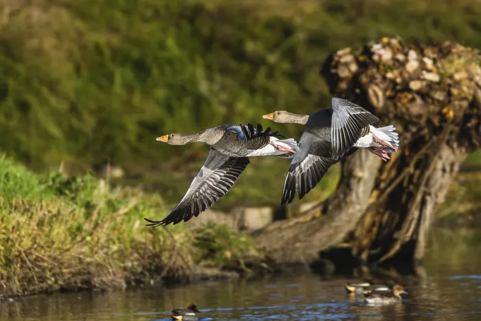 Framed Print : Greylag Goose, Anser anser, birds in flight over winter marshes