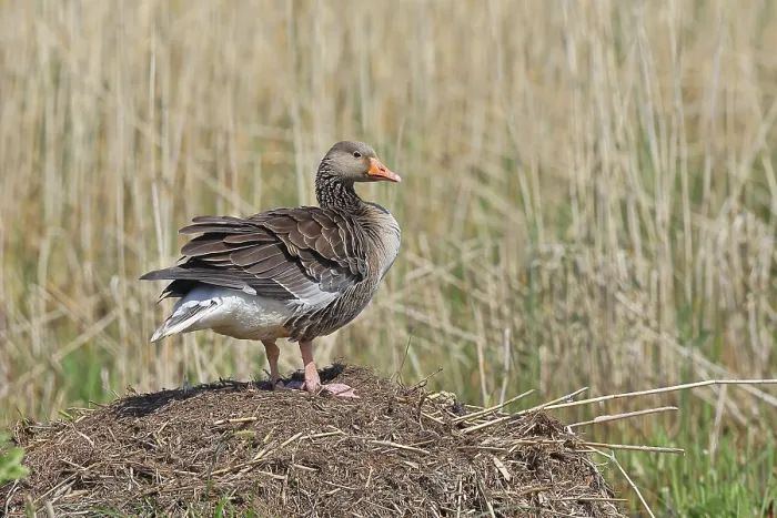 Framed Print : Greylag goose (Anser anser) building a nest Framed Print : Greylag goose (Anser anser) building a nest