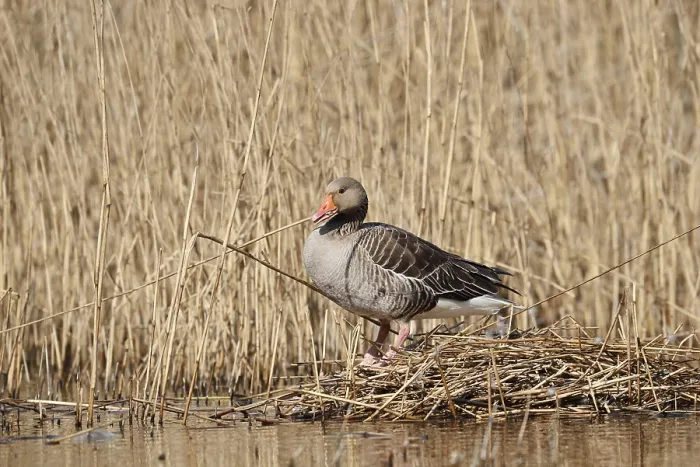 Framed Print : Greylag goose (Anser anser) building a nest in the reeds Framed Print : Greylag goose (Anser anser) building a nest in the reeds
