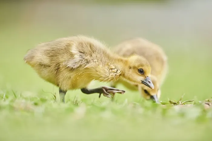 Framed Print : Greylag goose (Anser anser) chick on a meadow Framed Print : Greylag goose (Anser anser) chick on a meadow