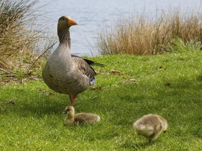 Framed Print : Greylag Goose (Anser anser) with chicks at Lake Vienenburg
