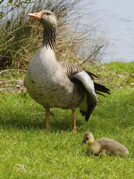 Framed Print : Greylag Goose (Anser anser) with chicks at Lake Vienenburg