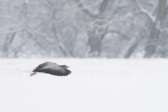 Framed Print : A greylag goose (Anser anser) flies just above the snow-covered ground during snowfall Framed Print : A greylag goose (Anser anser) flies just above the snow-covered ground during snowfall