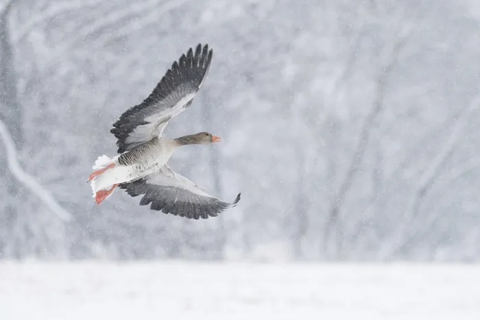 Framed Print : A greylag goose (Anser anser) flies through a snowy winter landscape during snowfall