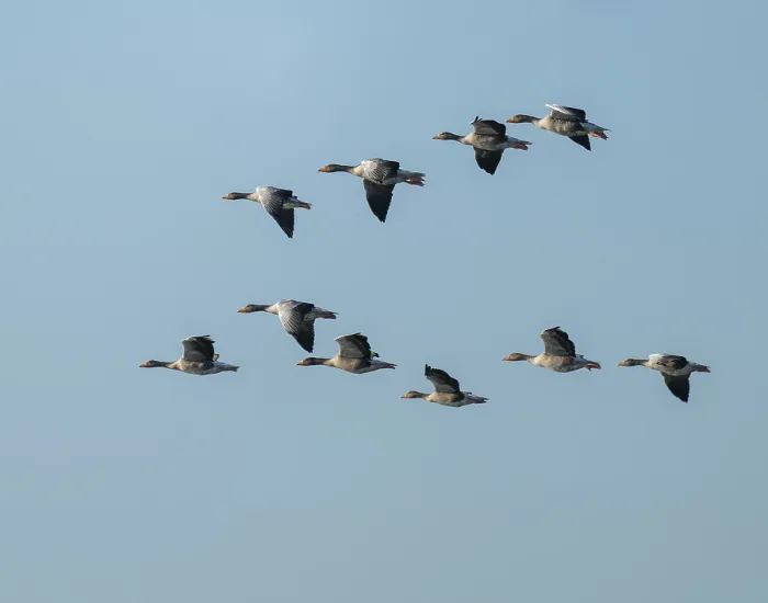Framed Print : Greylag goose (Anser anser), a flock of greylag geese in flight Framed Print : Greylag goose (Anser anser), a flock of greylag geese in flight