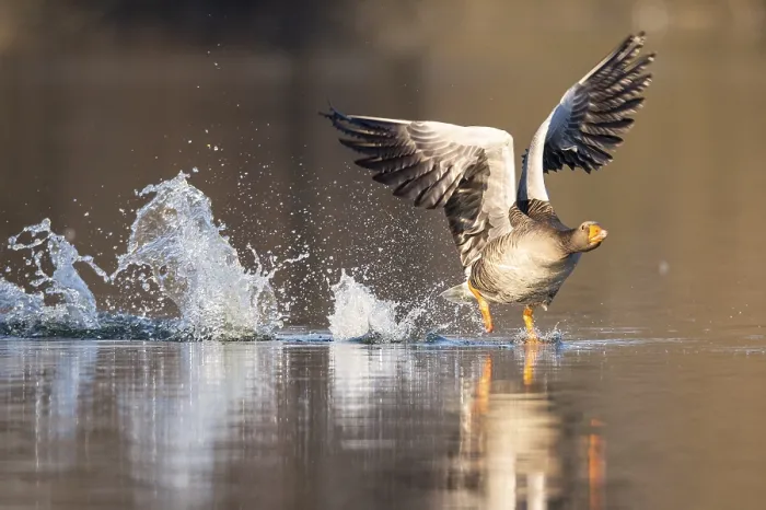 Framed Print : Greylag goose (anser anser), flying
