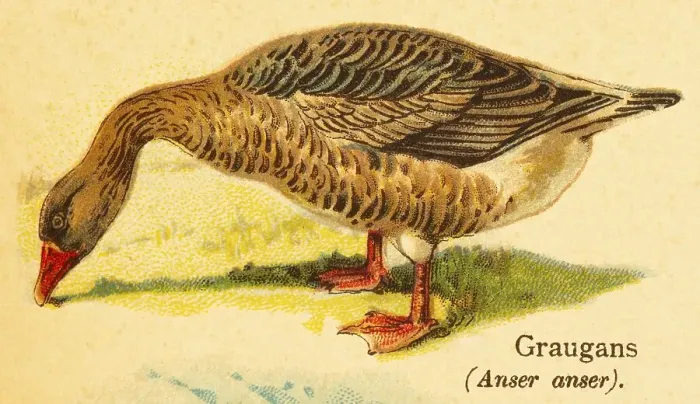 Framed Print : Greylag goose (Anser anser) grazing