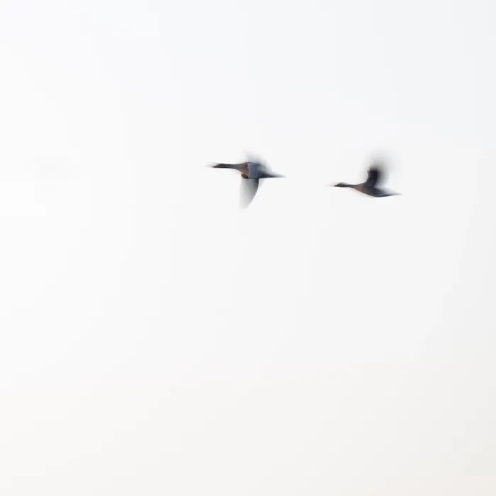 Framed Print : Greylag goose (Anser anser), two greylag geese in flight