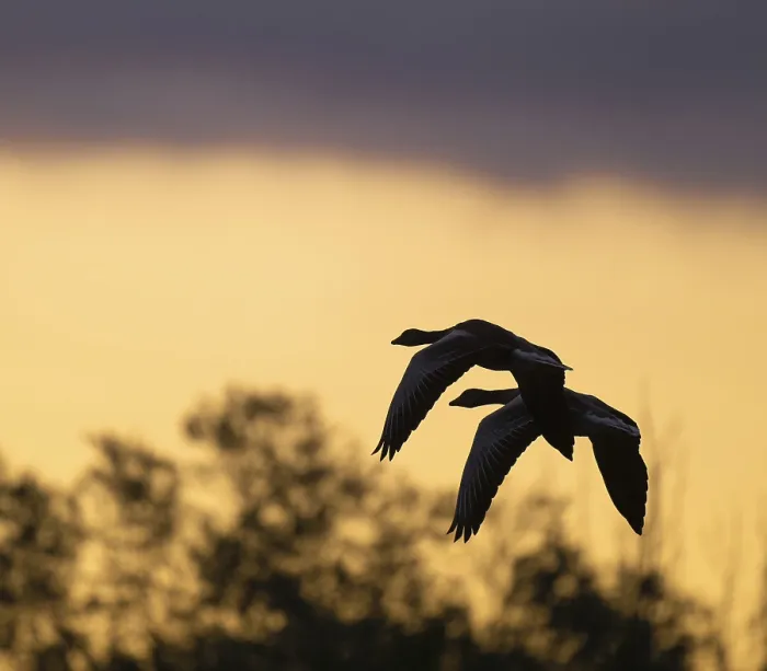 Framed Print : Greylag goose (Anser anser), Greylag geese in flight in front of a dramatically coloured morning sky