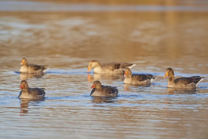 Framed Print : Greylag goose (Anser anser), group swimming in the water