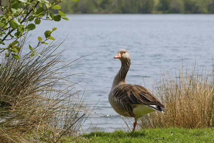 Framed Print : Greylag Goose (Anser anser) at Lake Vienenburg