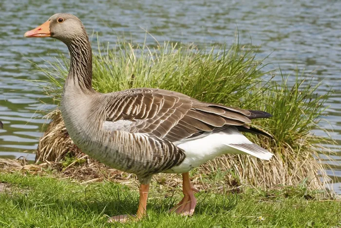 Framed Print : Greylag Goose (Anser anser) at Lake Vienenburg