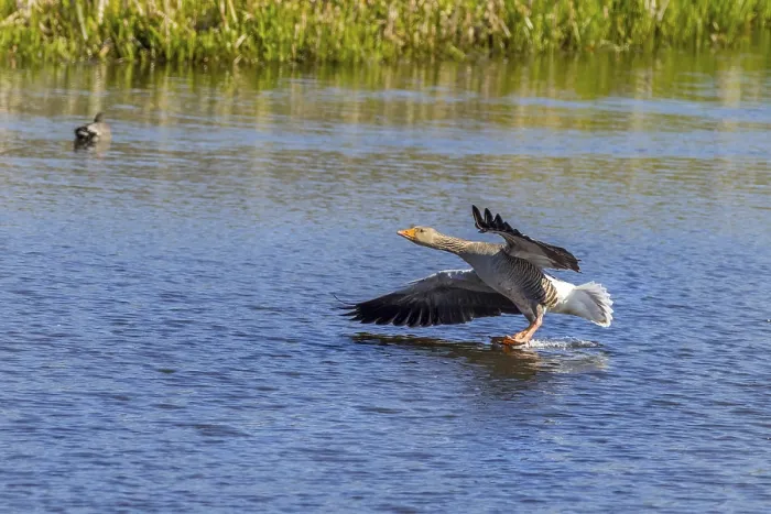 Framed Print : Greylag goose (Anser anser) landing Framed Print : Greylag goose (Anser anser) landing