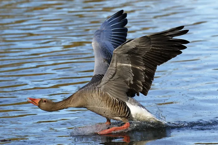 Framed Print : Greylag goose (Anser anser) landing on water Framed Print : Greylag goose (Anser anser) landing on water