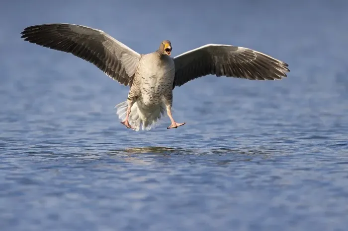 Framed Print : Greylag goose ( anser anser) lands on a lake Framed Print : Greylag goose ( anser anser) lands on a lake