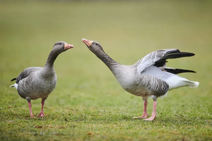 Framed Print : Greylag goose (Anser anser) on a meadow