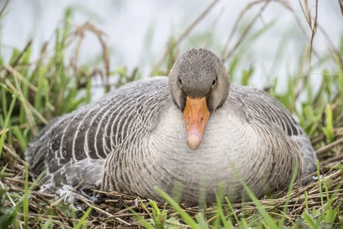 Framed Print : Greylag goose (Anser anser) on the nest