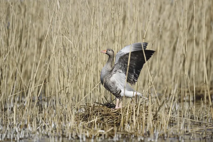 Framed Print : Greylag goose (Anser anser) on the nest Framed Print : Greylag goose (Anser anser) on the nest