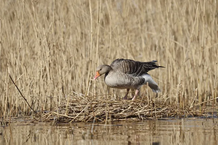 Framed Print : Greylag goose (Anser anser) on the nest in the reeds Framed Print : Greylag goose (Anser anser) on the nest in the reeds