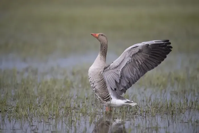 Framed Print : Greylag Goose (Anser anser) with outstretched wings on a flooded meadow Framed Print : Greylag Goose (Anser anser) with outstretched wings on a flooded meadow