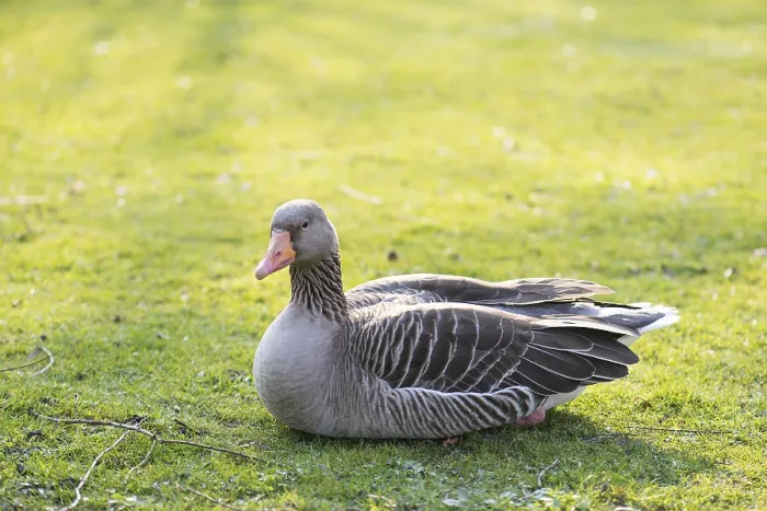 Framed Print : Greylag goose, Anser anser resting on a meadow in spring Framed Print : Greylag goose, Anser anser resting on a meadow in spring