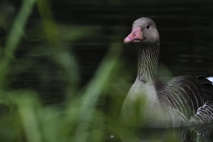 Framed Print : Greylag goose (Anser anser), Schwalm-Nette nature reserve