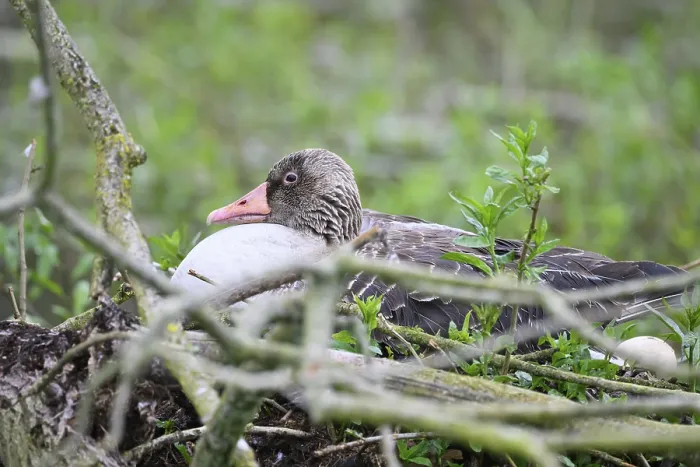 Framed Print : A greylag goose (Anser anser) sits in its nest surrounded by branches and lush greenery in a damp forest