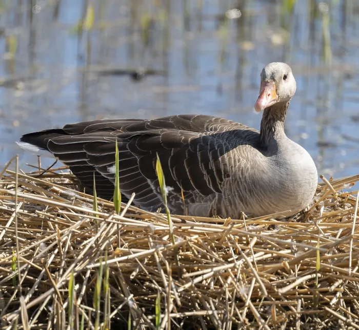 Framed Print : Greylag goose (Anser anser) sitting on the nest and breeding