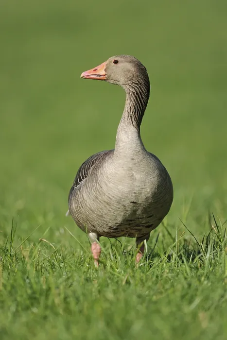 Framed Print : Greylag Goose (Anser anser) standing in a meadow