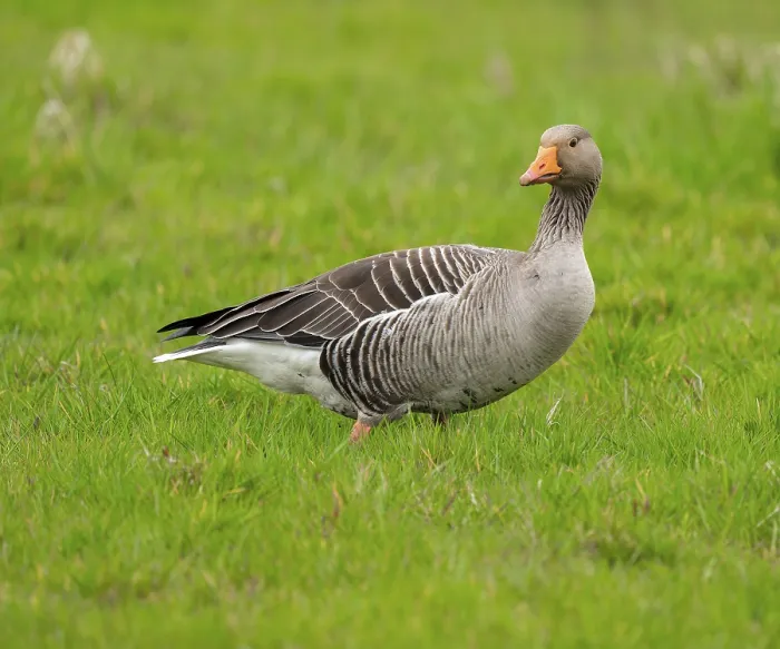 Framed Print : Greylag goose (Anser anser) standing in a meadow Framed Print : Greylag goose (Anser anser) standing in a meadow