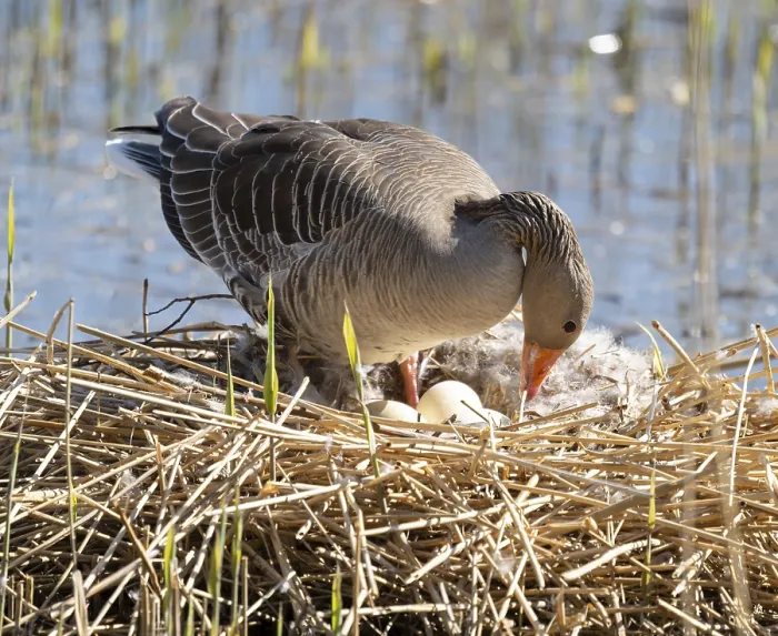 Framed Print : Greylag goose (Anser anser) standing on the nest and turning the eggs