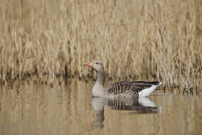 Framed Print : Greylag goose (Anser anser), swimming