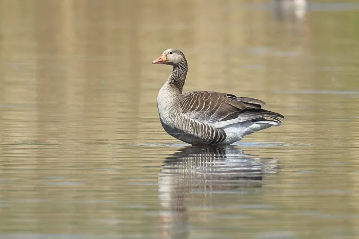Framed Print : Greylag goose (Anser anser), swimming on a pond